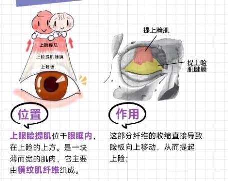 双眼皮 双眼皮